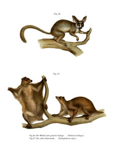 Galago, 1860